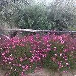 Piccolo Relais Galletto Di Marzo -dimora Per Due Con Privata Bed & Breakfast 4*