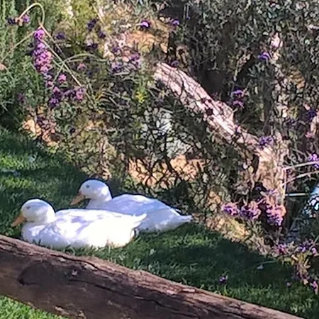 Piccolo Relais Galletto Di Marzo E Relax Solo Per Due 파치아노